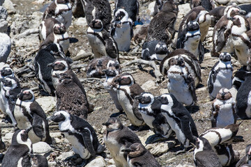 African penguin on the rocks near the ocean in Betty's Bay, Western Cape, South Africa 