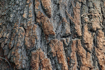 wild old cracked pine tree texture