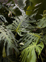 Zbliżenie na tropikalne liście po deszczu 