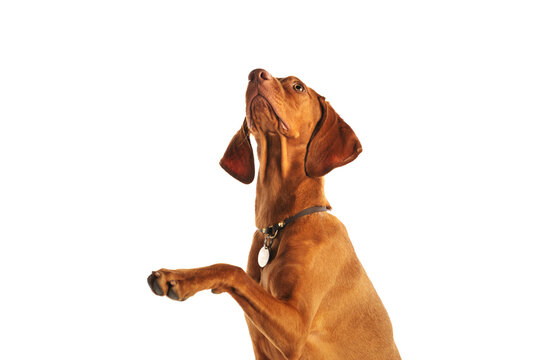 Vizsla Dog On On A White Background