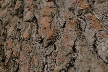Aged pine tree bark texture.Macro