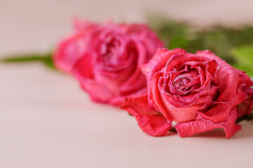 Fototapeta premium Wilted pink roses lie on a paper background. Horizontal photo of flowers close-up. Beauty of nature. 