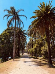 Obraz na płótnie Canvas palm trees in the park