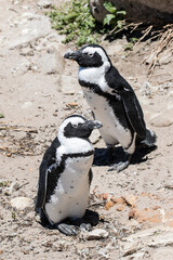 Obraz premium African penguin on the rocks near the ocean in Betty's Bay, Western Cape, South Africa 