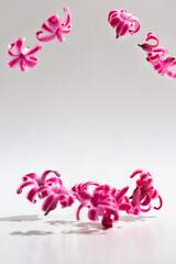 Fototapeta na wymiar Beautiful flying pink flowers hyacinth on gray background, creative floral mockup