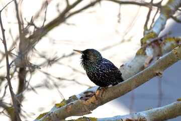 Starling in spring. Latin: Sturnus Vulgaris.  Starlings return to their native places in spring. Topic: arrival of spring. 