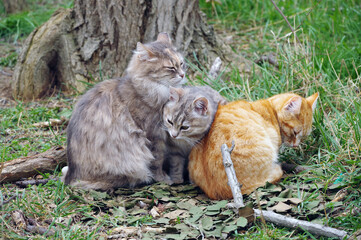 Fototapeta na wymiar beautiful fluffy stray cats on a walk