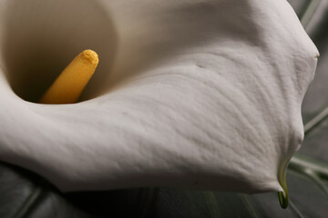 calla lily on a green leaf