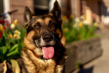 german shepherd dog portrait