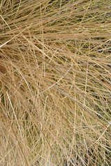Textured Random Pattern of Dried Grass