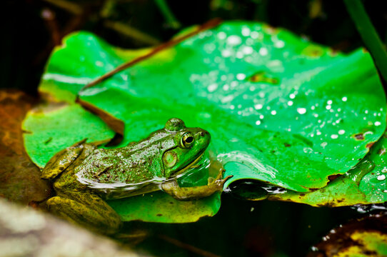Frog on lily pad, in Connecticut pond   