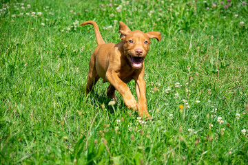 dog running in the grass