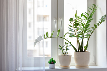 Home plants decorative and deciduous with green leaves on the windowsill. Zamioculcas Zamifolia Indoor Plant.