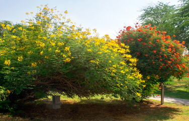 Naklejka premium Blooming royal poinciana trees with yellow and red flowers. Flame trees in UAE a park.
