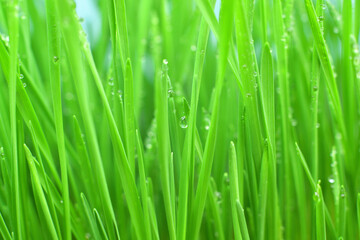 Naklejka na ściany i meble Fresh green grass with dew drops closeup.Wallpaper, water droplets on the leaves. Natural background, water and green leaves with morning dew after rain. Close-up.