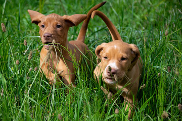 two dogs playing