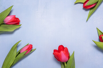 Bright red tulips frame and copy space on blue concrete