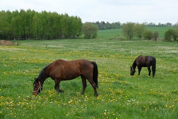 Two grazing brown horses on a green meadow with Taraxacum yellow flowers dandelions and silver ripe fruits among them on a sunny day.