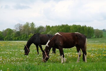 Fototapeta na wymiar Two grazing brown horses on a green meadow with Taraxacum yellow flowers dandelions and silver ripe fruits among them on a sunny day.