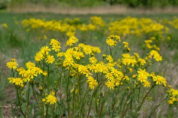 Meadow overgrown with yellow flowers Jacobaea vulgaris  (ragwort, common ragwort, stinking willie, tansy ragwort, benweed) in spring sunny day. The plant is highly poisonous and carcinogenic.