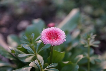 Fleur rose de printemps