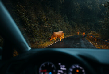 Brown cows in the middle of the road, in a rainy day, viewed from driver point of view