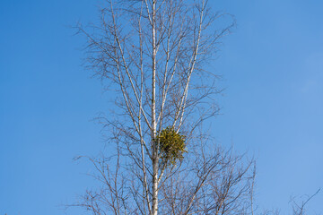 Mistel auf Birkenbaum