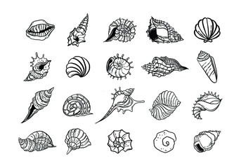 uncolored seashell illustration collection set. animated nautical animal in vector graphic for creative design. aquatic object animation isolated on white background.