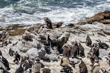 African penguin on the rocks near the ocean in Betty's Bay, Western Cape, South Africa 