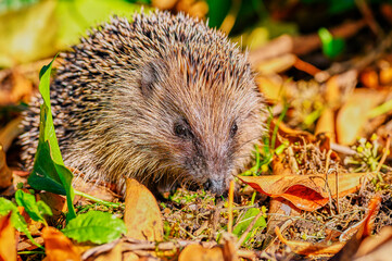 Young hedgehog (Erinaceus Europaeus) in the garden between dry foliage on a sunny autumn day.