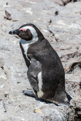African penguin on the rocks near the ocean in Betty's Bay, Western Cape, South Africa 
