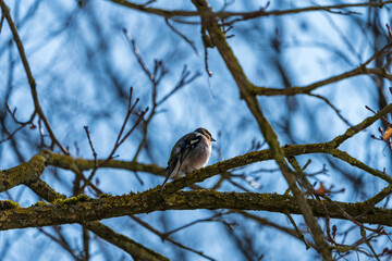 Braunfink im Baum