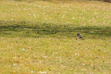 Amsel auf einer Wiese