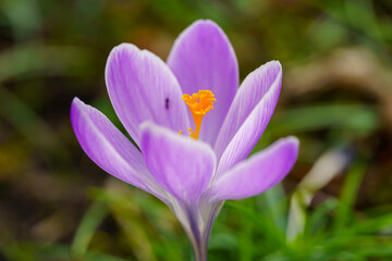 close up of purple crocus flower