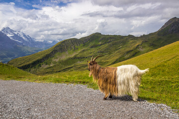 Obraz premium Animals grazing on mountain pastures on a sunny day in Swiss Alps
