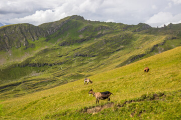 Fototapeta na wymiar Animals grazing on mountain pastures on a sunny day in Swiss Alps