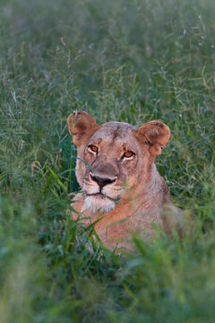 Portrait of a wild lioness in the grass in Zimbabwe.     