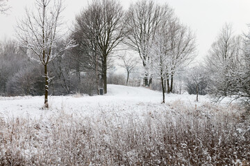 trees in winter