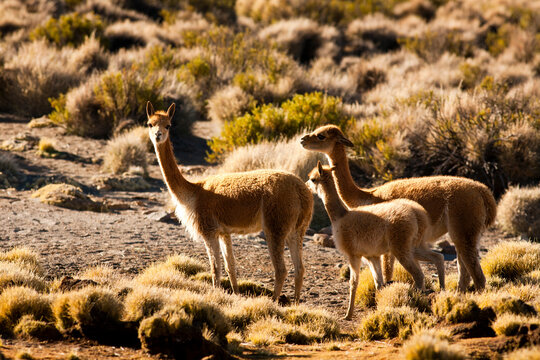 Vicunas (vicugna vicugna) forage for grasses in the puna region of the Andes in Lauca National Park in Chile.    