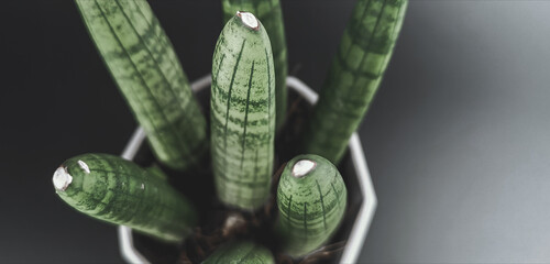 drop on green leaf, Cylindrical snake plant