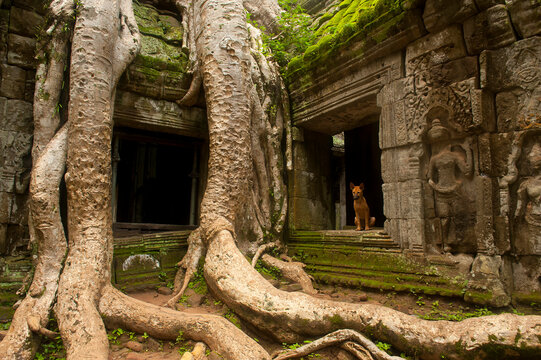 The Ta Prohm Temple located at Angkor in Cambodia   