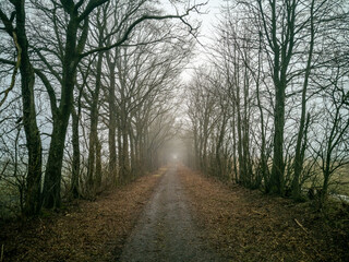 Naklejka premium way to the woods