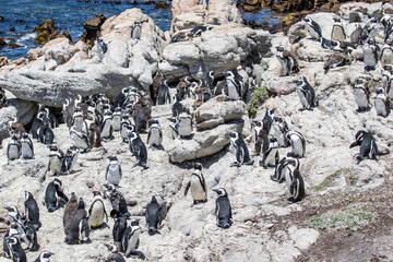 African penguin on the rocks near the ocean in Betty's Bay, Western Cape, South Africa 