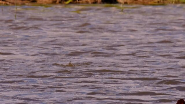 Eurasian wigeon, also known as widgeon (Mareca penelope) dabbling duck swimming in the Reevediep lake in Overijssel, Netherlands during a springtime day.