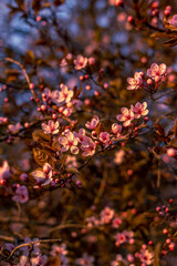 Pink almond blossom flowers during the golden hour.