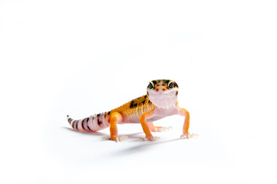 Juvenile high-yellow morph leopard gecko female on white backdrop   