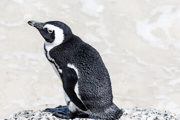 Fototapeta premium African penguin on the beach in Boulders Beach, Cape of Good Hope, Western Cape, South Africa 