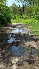 road in the forest, dirt road