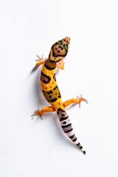 Juvenile high-yellow morph leopard gecko female on white backdrop   