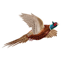 faisan, chasse, mâle, en vol,  chassé,  animal, coq, volant,  nature, sauvage, ailes, cuisiner, isolé, ferme, poule, volaille, blanc, chasse, oiseau, faune, , commun, gazon, bec, coloré, chasse, aviai © behzadillustrations